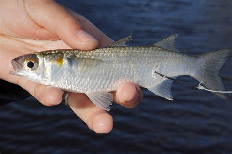 are threadfins similar to mullets